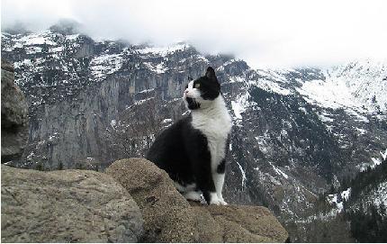 A Swiss netizen lost his way in the mountains A mysterious cat led to the foot of the mountain .jpg