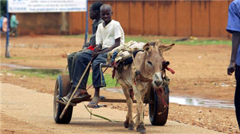 The demand for Ejiao is too large and the donkeys in Niger are not enough. .jpg