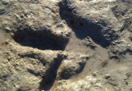 澳洲女子在海滩捡贝壳 意外发现神秘的巨大脚印