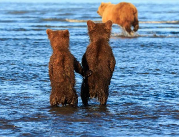 有意思!两小熊拉手等妈妈捕鱼归来!