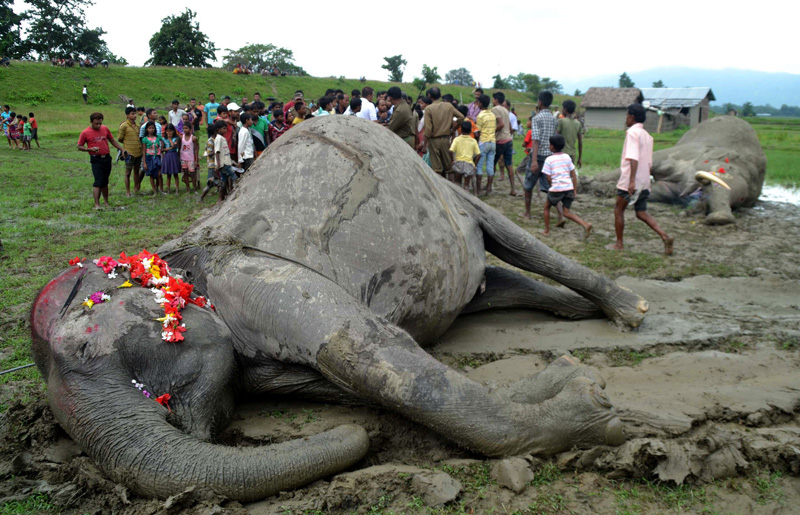 印度大象进村觅食被电死 百名村民为其办葬礼