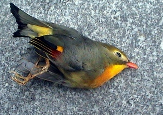 美国波士顿街头数十只小鸟坠地死亡 原因不明