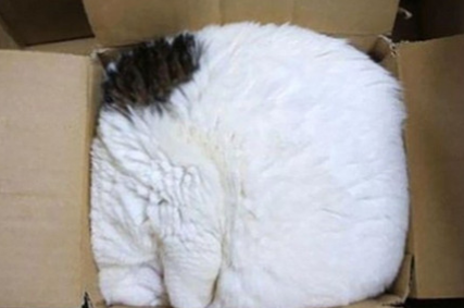 Nowhere to sleep A complete list of strange sleeping postures for cats! .jpg