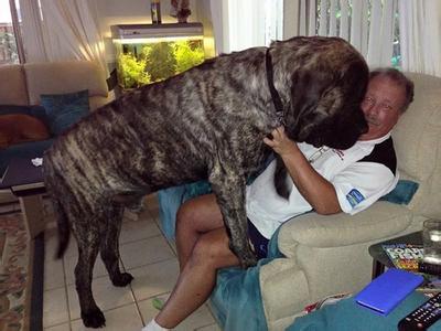 澳大利亚一巨型英国獒犬身长已超过两米