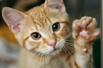 研究显示 猫抓病会带来严重后果!