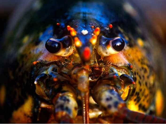 龙虾从脸部排尿