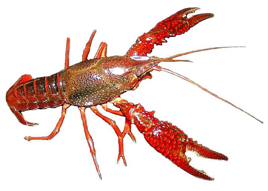 10 weird things about lobsters you didn’t know (medium).jpg