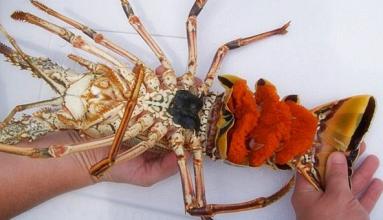 10 weird things about lobsters that you don’t know (Part 2).jpg