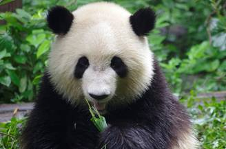 中国首届大熊猫节将于汶川举办