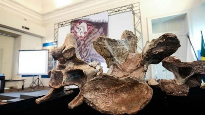 巴西最大恐龙化石发现逾60年后首度公开展示