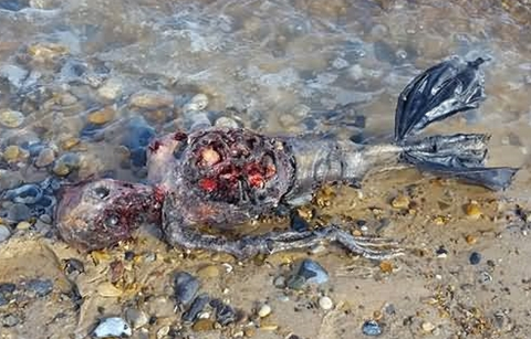 Unidentified biological remains found on British beaches. Does a mermaid really exist? .jpg