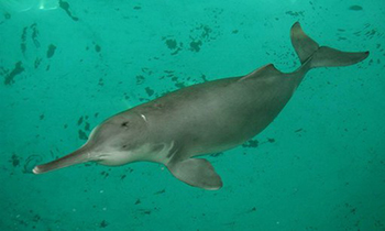 Fake or fact Baiji dolphins reappear in Yangtze River.jpg