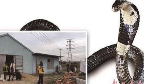 当心!南京养殖场出逃眼镜蛇仍有50条未找到!