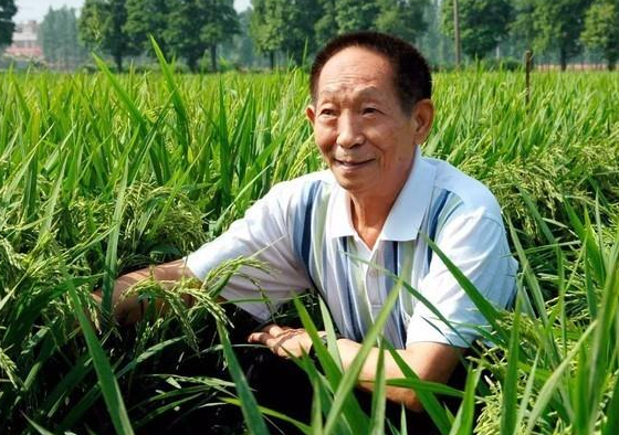 杂交水稻之父袁隆平在青岛研发海水稻