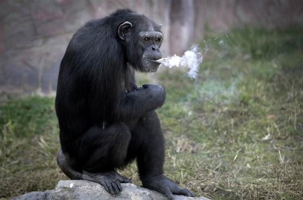 朝鲜大猩猩抽烟上瘾 动作熟练每日1包