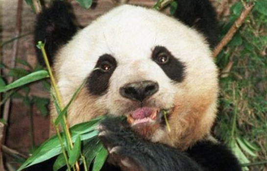 全球最长寿圈养大熊猫佳佳在香港离世 终年38岁