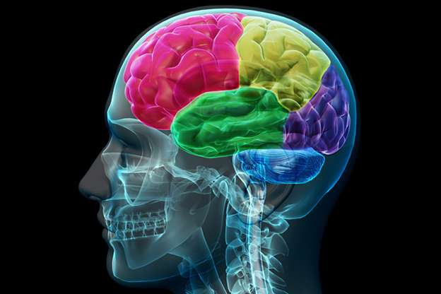 青少年的大脑与成年人的大脑有何不同?