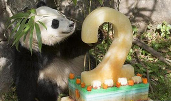 Goodbye, baby pandas return to China in the winter of 2017.jpg