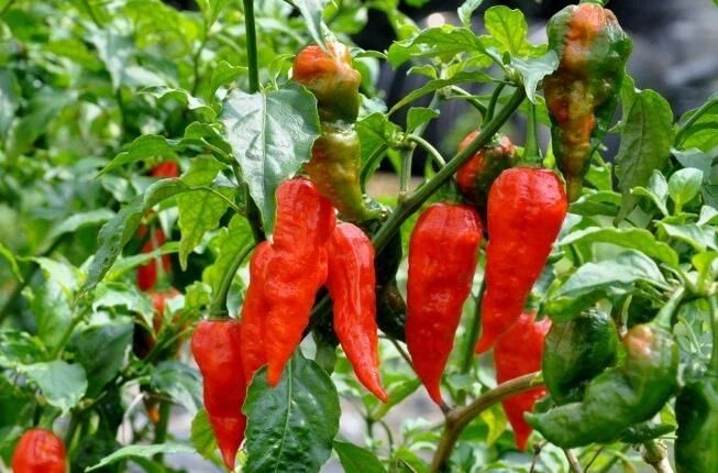 Promise me not to try "perverted spicy" lightly! .jpg