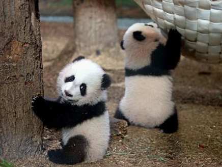 3只旅美大熊猫将返回祖国