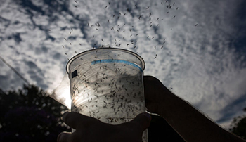 Attacking mosquitoes with mosquitoes Ten million genetically modified mosquitoes are about to be released in the wild .jpg