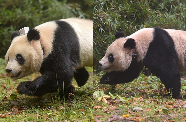 我国首次同时放归两只雌性大熊猫