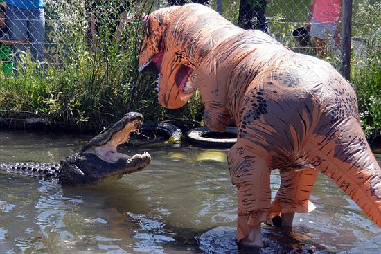 美国动物园管理员假扮霸王龙戏弄真鳄鱼