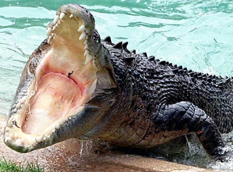 This is my husband! The swimming pool was attacked by a crocodile. The husband left his wife and fled! .jpg