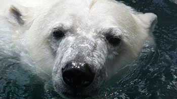 The most miserable polar bear in China highlights the real business dilemma.jpg