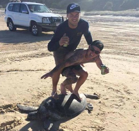 澳洲两男子站海龟背上自拍"冲浪"照引热议