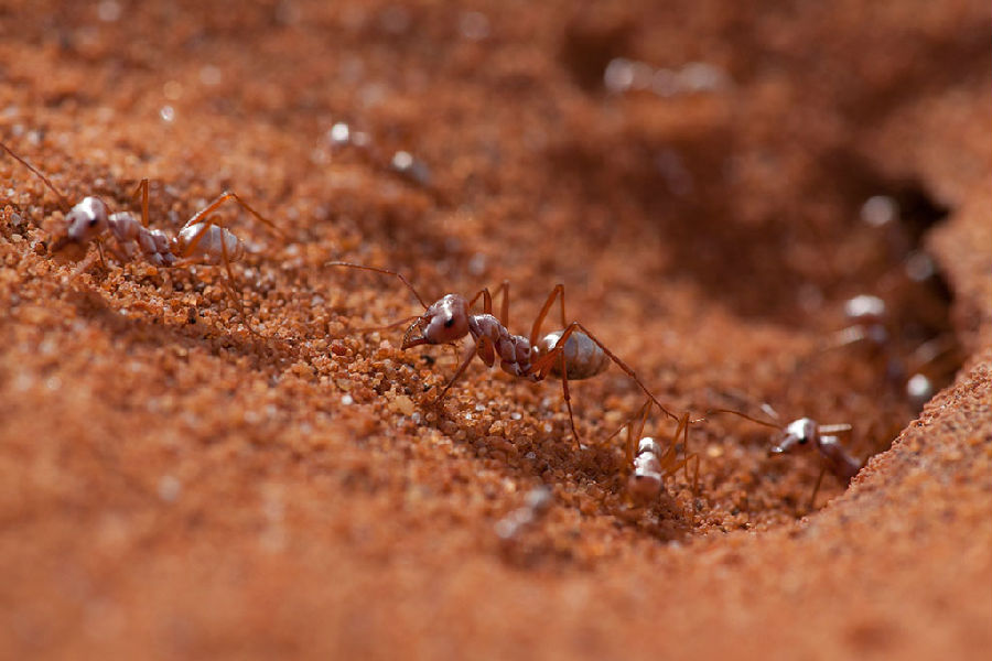 沙漠蚂蚁.jpg