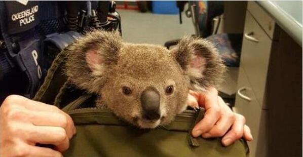 A wanted koala was hidden in the bag of a wanted man in Australia .jpg