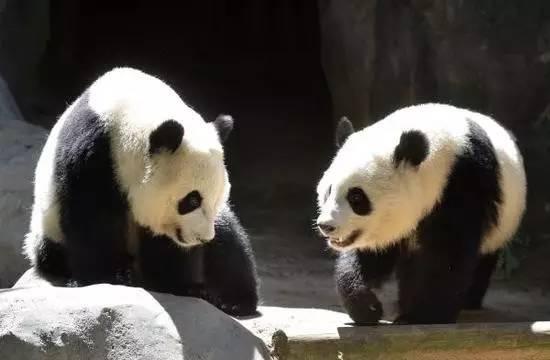 海归熊猫回到祖国 只听得懂英语还不吃中餐
