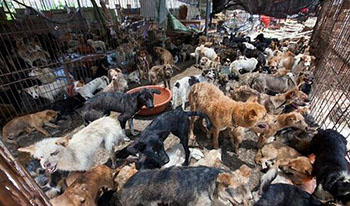 Hundreds of dogs that Hollywood stars vowed to save from China.jpg