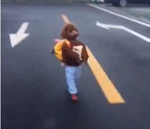 上学要迟到了! 中国狮子狗着学生装用后腿过街道!