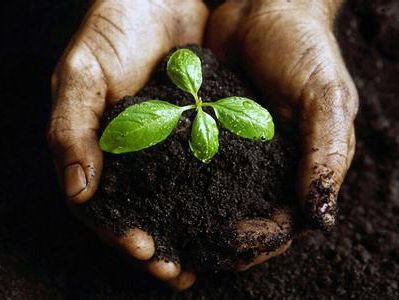 my country’s annual 12 million tons of food waste soil heavy metal pollution control is urgent.jpg