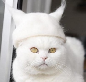 自己的毛自己戴 主人收集猫毛后制成小帽子