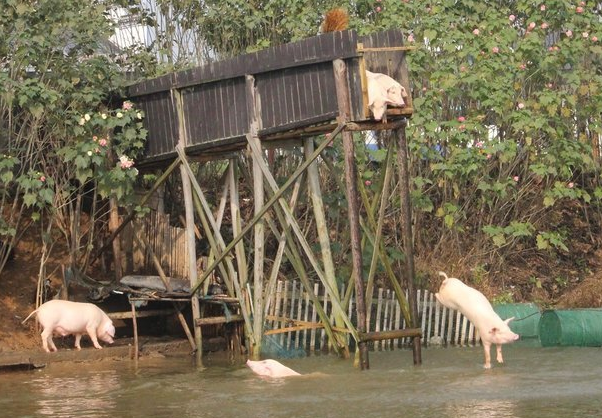 A farmer in Hunan forced pigs to "dive" every day to improve pork quality.jpg
