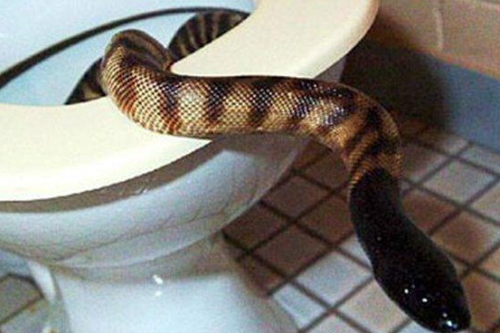 可怕!南非居民家厕所惊现巨大眼镜蛇!