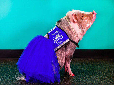 A pig at San Francisco Airport successfully captured the hearts of passengers.jpg