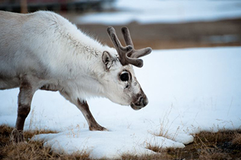 Global warming causes the reindeer to lose weight by 12%. Santa can’t pull Santa. .jpg