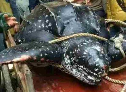 400斤珍稀棱皮龟被广东渔民残忍屠杀分食