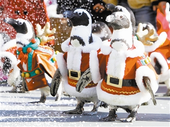 企鹅也要过圣诞! 摇身一变成圣诞老人!