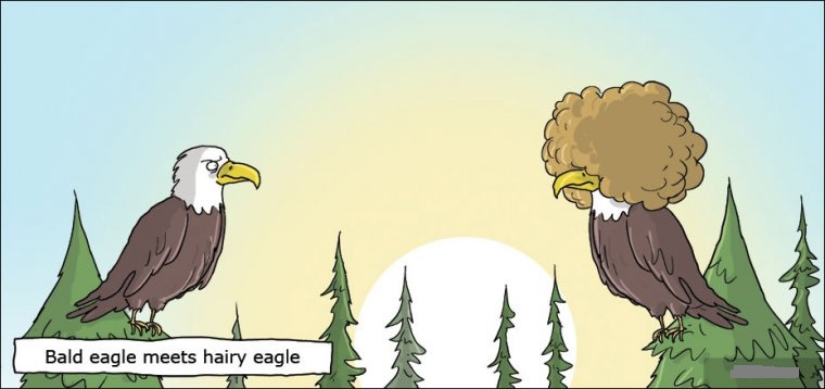 Bilingual Joke Issue 369: When the bald eagle meets hairy eagle.jpg