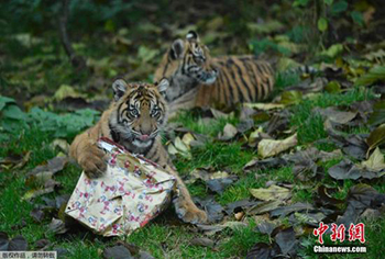 London Zoo sends out Christmas gifts Domineering little tiger angered to open gifts .jpg