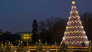 The enlightenment of Christmas tree lights under the fir.jpg