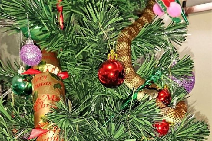 墨尔本女子在圣诞树上发现剧毒蛇!