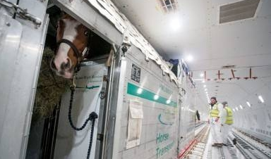 A Chinese billionaire airlifted 76 thoroughbred Irish horses to Asia.jpg