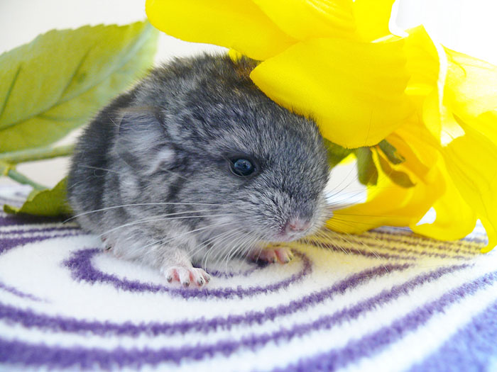 The baby Totoro in the real world, Nima is too cute.jpg