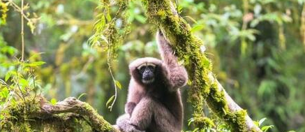China has discovered a new species of gibbon.jpg